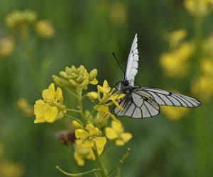 Allround biotoopmengsel