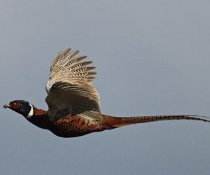 Veerwildmengsels