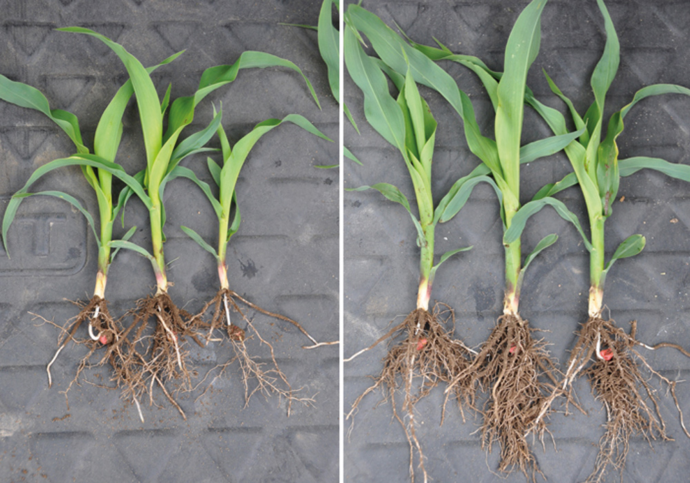 Happy Plant+ - MOVO-Zaden