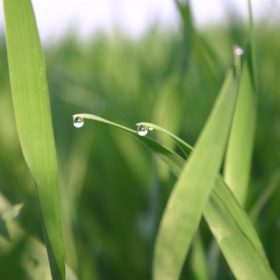 GRASS