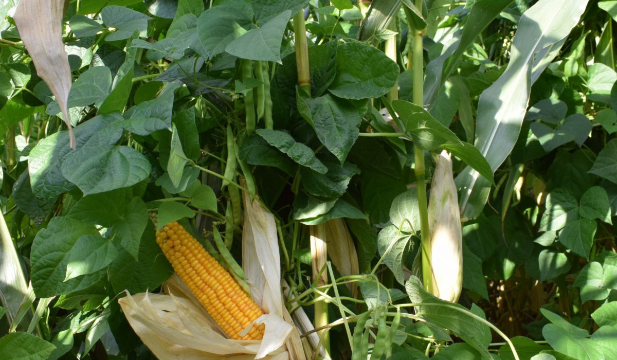 5 Redenen Waarom MOVO Bean-Corn