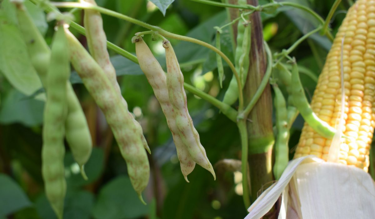 Timelapse MOVO Bean-Corn