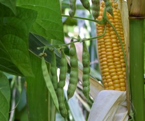 MOVO Bean-Corn
