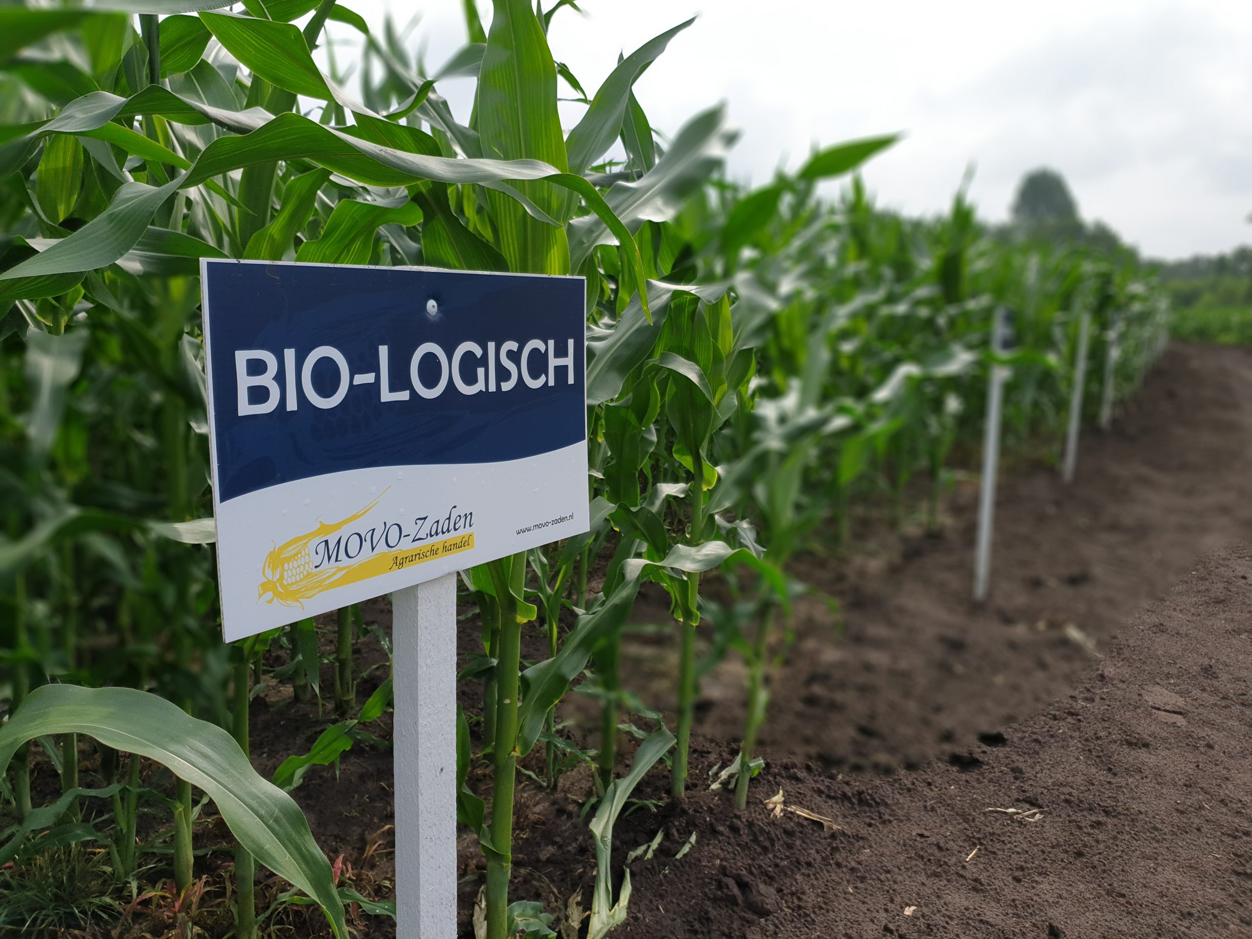 afbreken Lol Van Biologisch ruwvoer | maïs en gras | MOVO-Zaden