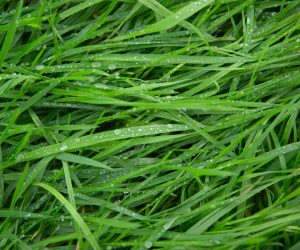 Graszaad Complete Bio