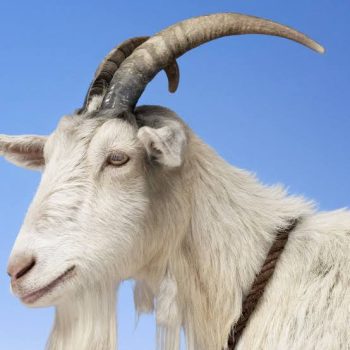 Goatmaïs