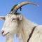 Goatmaïs